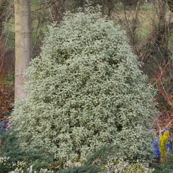 Pittospore à petites feuilles panachées / Pittosporum tenuifolium 'Variegatum'